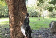 Boscoreale, macabro ritrovamento in un parco: piccione impiccato a un albero con un mozzicone in bocca Boscoreale, macabro ritrovamento in un parco: piccione impiccato a un albero con un mozzicone in bocca