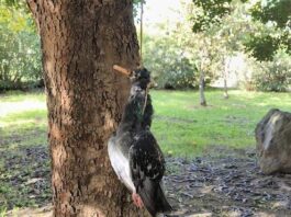 Boscoreale, macabro ritrovamento in un parco: piccione impiccato a un albero con un mozzicone in bocca