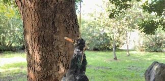 Boscoreale, macabro ritrovamento in un parco: piccione impiccato a un albero con un mozzicone in bocca