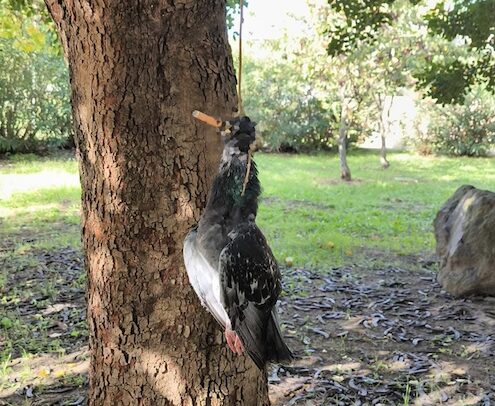 Boscoreale, macabro ritrovamento in un parco: piccione impiccato a un albero con un mozzicone in bocca Boscoreale, macabro ritrovamento in un parco: piccione impiccato a un albero con un mozzicone in bocca