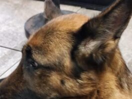San Sebastiano al Vesuvio, trascina il cane per quasi 6 chilometri con una catena a strozzo: denunciati due uomini