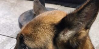 San Sebastiano al Vesuvio, trascina il cane per quasi 6 chilometri con una catena a strozzo: denunciati due uomini