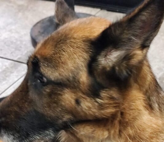 San Sebastiano al Vesuvio, trascina il cane per quasi 6 chilometri con una catena a strozzo: denunciati due uomini