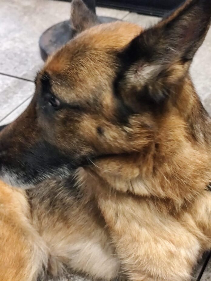 San Sebastiano al Vesuvio, trascina il cane per quasi 6 chilometri con una catena a strozzo: denunciati due uomini San Sebastiano al Vesuvio, trascina il cane per quasi 6 chilometri con una catena a strozzo: denunciati due uomini