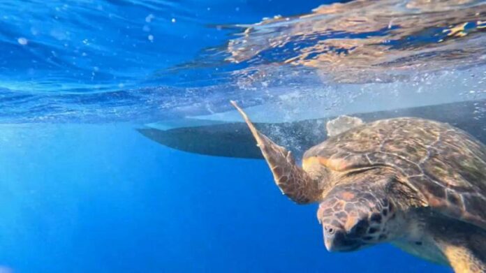 caretta_caretta