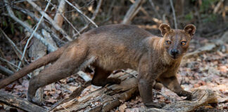 Zoo di Napoli, nascono quattro cuccioli di Fossa del Madagascar: evento unico in Italia