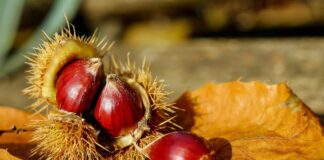 Pimonte, Festa della Castagna del Monte Faito Igp: natura, sapori e tradizioni nei Monti Lattari