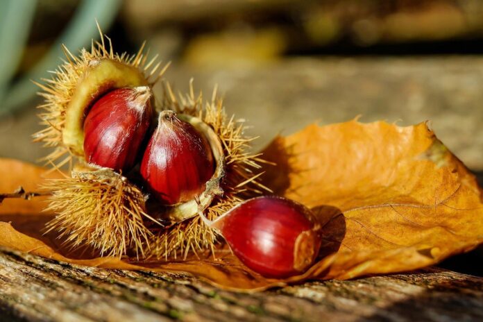 Pimonte, Festa della Castagna del Monte Faito Igp: natura, sapori e tradizioni nei Monti Lattari Pimonte, Festa della Castagna del Monte Faito Igp: natura, sapori e tradizioni nei Monti Lattari