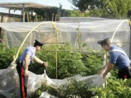 Sant’Anastasia: serra per la coltivazione di marijuana scoperta dai Carabinieri