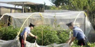 Sant’Anastasia: serra per la coltivazione di marijuana scoperta dai Carabinieri