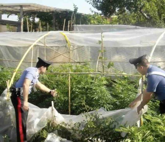 Sant’Anastasia: serra per la coltivazione di marijuana scoperta dai Carabinieri