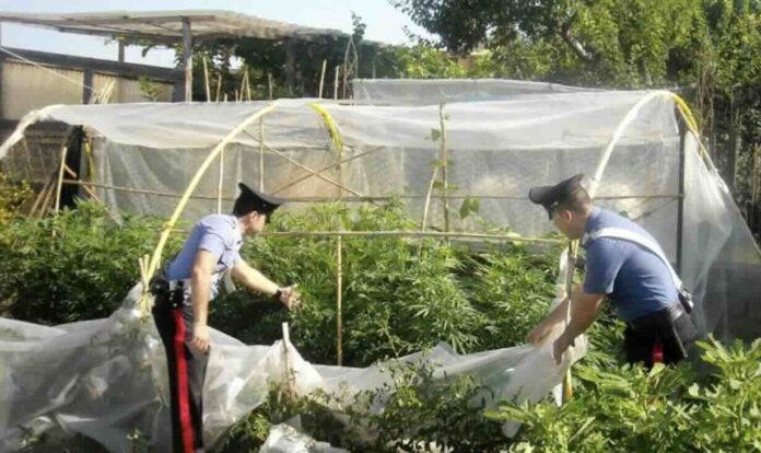 Sant’Anastasia: serra per la coltivazione di marijuana scoperta dai Carabinieri Sant’Anastasia: serra per la coltivazione di marijuana scoperta dai Carabinieri