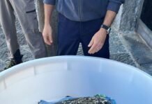 Recuperata una tartaruga a Nisida: “Carmela Elsa” ora curata alla Stazione Zoologica di Portici Recuperata una tartaruga a Nisida: “Carmela Elsa” ora curata alla Stazione Zoologica di Portici