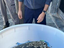 Recuperata una tartaruga a Nisida: “Carmela Elsa” ora curata alla Stazione Zoologica di Portici