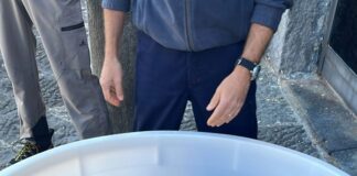 Recuperata una tartaruga a Nisida: “Carmela Elsa” ora curata alla Stazione Zoologica di Portici