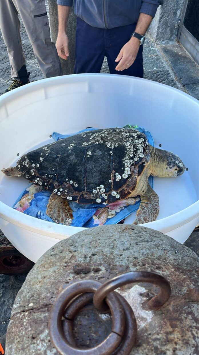 Recuperata una tartaruga a Nisida: “Carmela Elsa” ora curata alla Stazione Zoologica di Portici Recuperata una tartaruga a Nisida: “Carmela Elsa” ora curata alla Stazione Zoologica di Portici
