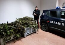 Sant’Anastasia: sorpresi mentre confezionano droga, due arresti. Sequestrati 109 chili di marijuana e un fucile
