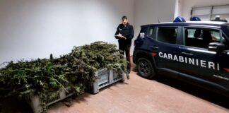 Sant’Anastasia: sorpresi mentre confezionano droga, due arresti. Sequestrati 109 chili di marijuana e un fucile