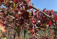 Casola di Napoli celebra San Martino: “Ogni mosto addiventa vino” tra gusto, musica e tradizione Casola di Napoli celebra San Martino: “Ogni mosto addiventa vino” tra gusto, musica e tradizione