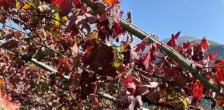 Casola di Napoli celebra San Martino: “Ogni mosto addiventa vino” tra gusto, musica e tradizione