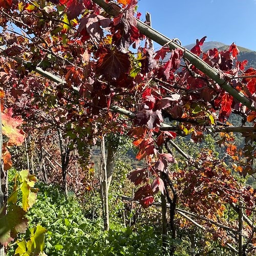 Casola di Napoli celebra San Martino: “Ogni mosto addiventa vino” tra gusto, musica e tradizione Casola di Napoli celebra San Martino: “Ogni mosto addiventa vino” tra gusto, musica e tradizione