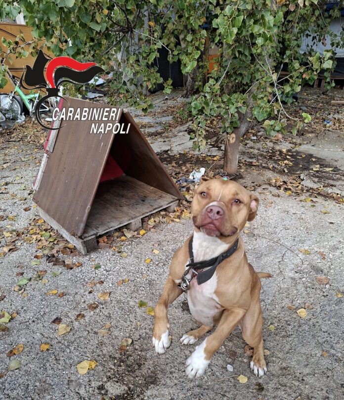 Napoli, controlli al campo rom di Poggioreale: sequestri per migliaia di euro e due cani salvati