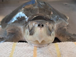 Saphira torna a mare: una tartaruga di Kemp nel Mediterraneo tra cura, tecnologia e ricerca