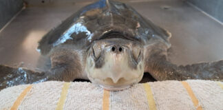 Saphira torna a mare: una tartaruga di Kemp nel Mediterraneo tra cura, tecnologia e ricerca