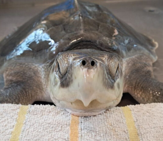 Saphira torna a mare: una tartaruga di Kemp nel Mediterraneo tra cura, tecnologia e ricerca
