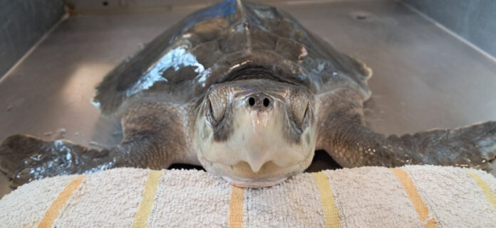 Saphira torna a mare: una tartaruga di Kemp nel Mediterraneo tra cura, tecnologia e ricerca
