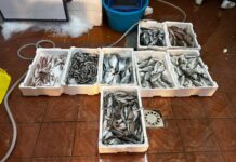 Maxi-controlli a Porta Nolana: sequestrate 3 tonnellate di pesce illegale
