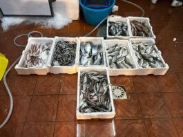 Maxi-controlli a Porta Nolana: sequestrate 3 tonnellate di pesce illegale