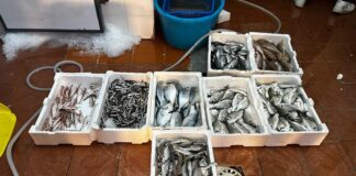 Maxi-controlli a Porta Nolana: sequestrate 3 tonnellate di pesce illegale