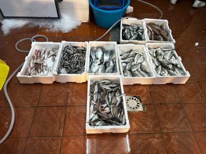 Maxi-controlli a Porta Nolana: sequestrate 3 tonnellate di pesce illegale