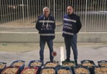 Operazione Fish_Net: in Campania sequestrate oltre 9 tonnellate di prodotto ittico e sanzioni per circa 150mila euro