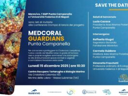 Medcoral Guardians, il nuovo progetto per salvare la madrepora del Mediterraneo: presentazione il 15 dicembre a Massa Lubrense