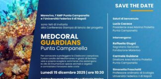 Medcoral Guardians, il nuovo progetto per salvare la madrepora del Mediterraneo: presentazione il 15 dicembre a Massa Lubrense