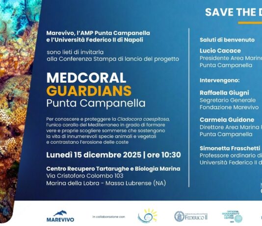 Medcoral Guardians, il nuovo progetto per salvare la madrepora del Mediterraneo: presentazione il 15 dicembre a Massa Lubrense
