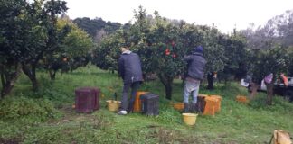 Braccianti sfruttati tra Napoli e Caserta: 2,70 euro l’ora per 14 ore di lavoro. Quattro indagati
