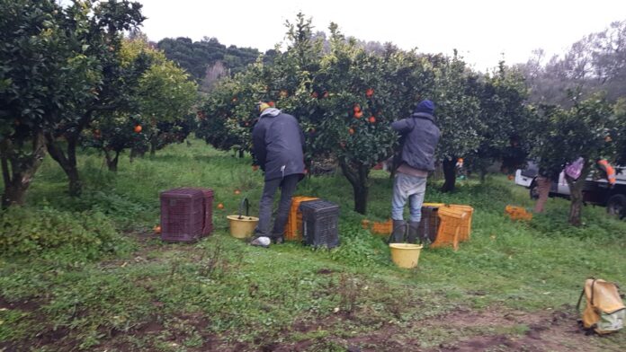 Braccianti sfruttati tra Napoli e Caserta: 2,70 euro l’ora per 14 ore di lavoro. Quattro indagati Braccianti sfruttati tra Napoli e Caserta: 2,70 euro l’ora per 14 ore di lavoro. Quattro indagati