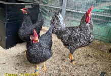 Ercolano ospita le galline ornamentali più belle d’Italia: il 6 e 7 dicembre il Terzo Campionato delle Associazioni Avicole Ercolano ospita le galline ornamentali più belle d’Italia: il 6 e 7 dicembre il Terzo Campionato delle Associazioni Avicole