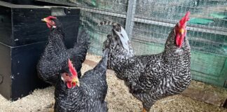 Ercolano ospita le galline ornamentali più belle d’Italia: il 6 e 7 dicembre il Terzo Campionato delle Associazioni Avicole