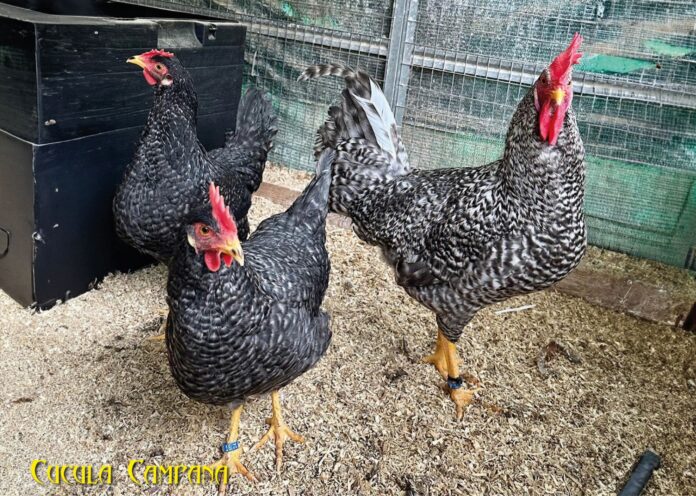 Ercolano ospita le galline ornamentali più belle d’Italia: il 6 e 7 dicembre il Terzo Campionato delle Associazioni Avicole Ercolano ospita le galline ornamentali più belle d’Italia: il 6 e 7 dicembre il Terzo Campionato delle Associazioni Avicole