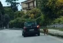 Castellammare, maltratta il cane trascinandolo con l’auto: 50enne denunciato dalla Municipale