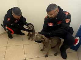 Nola, cane segnalato come abbandonato: indagini su un 38enne e un 50enne