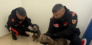 Nola, cane segnalato come abbandonato: indagini su un 38enne e un 50enne