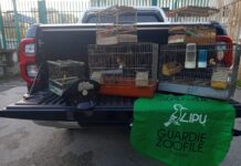 Napoli, cardellini detenuti illegalmente nel Vallone San Rocco: scatta il sequestro e una denuncia Cardellini detenuti illegalmente nel Vallone San Rocco: scatta il sequestro e una denuncia