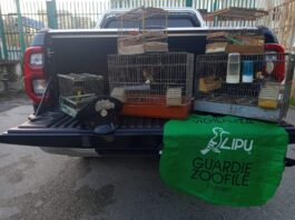 Cardellini detenuti illegalmente nel Vallone San Rocco: scatta il sequestro e una denuncia