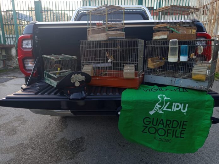 Cardellini detenuti illegalmente nel Vallone San Rocco: scatta il sequestro e una denuncia Cardellini detenuti illegalmente nel Vallone San Rocco: scatta il sequestro e una denuncia