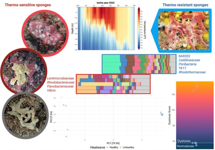 Le spugne del Mediterraneo soffrono il caldo: le ondate di calore alterano il loro microbioma